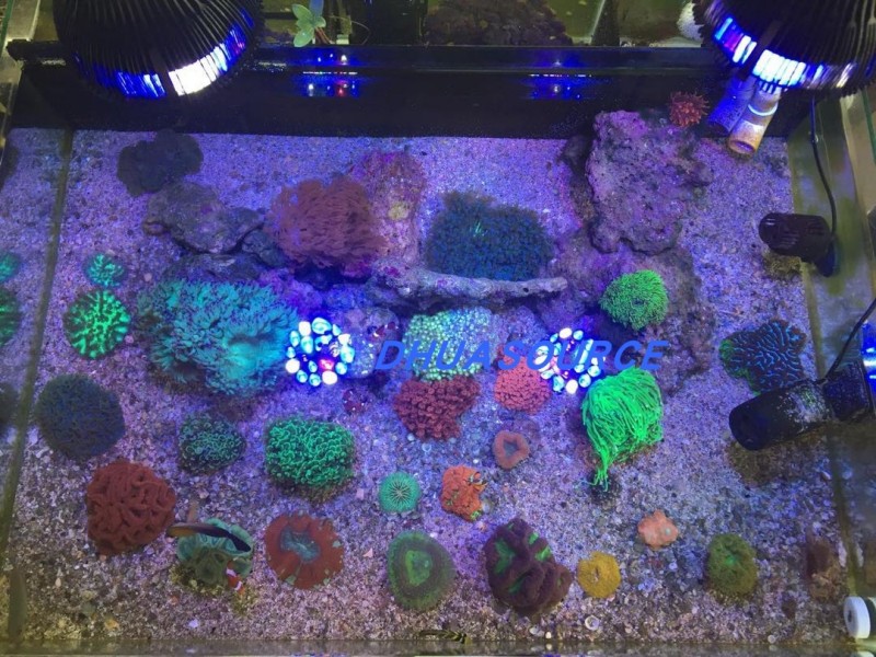 Full specturm LED Aquarium Ree - đánh giá và giá Marine Aquarium Lamp