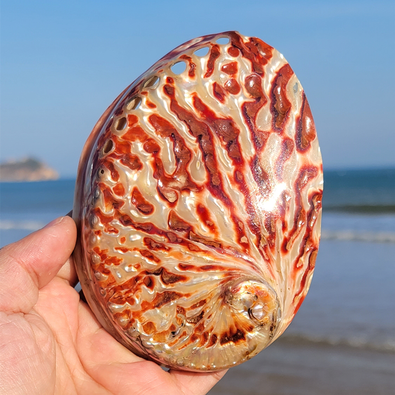Home Decoration Red Pattern Ab - đánh giá và giá Marine Aquarium For Sale