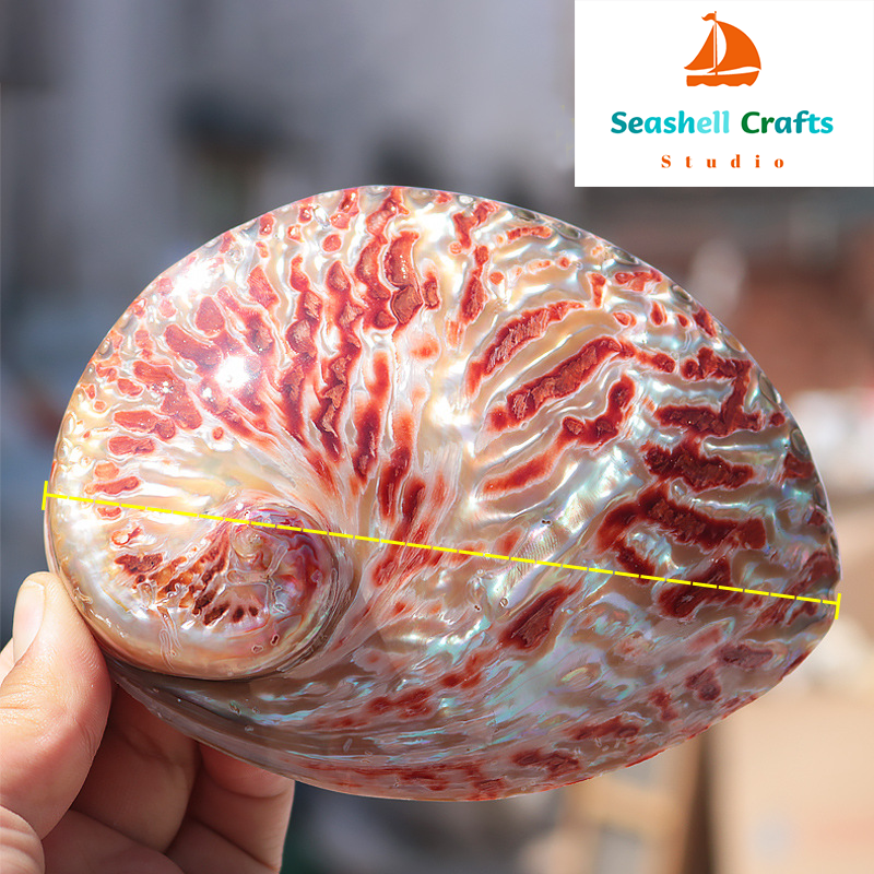Home Decoration Red Pattern Ab - đánh giá và giá Marine Aquarium For Sale