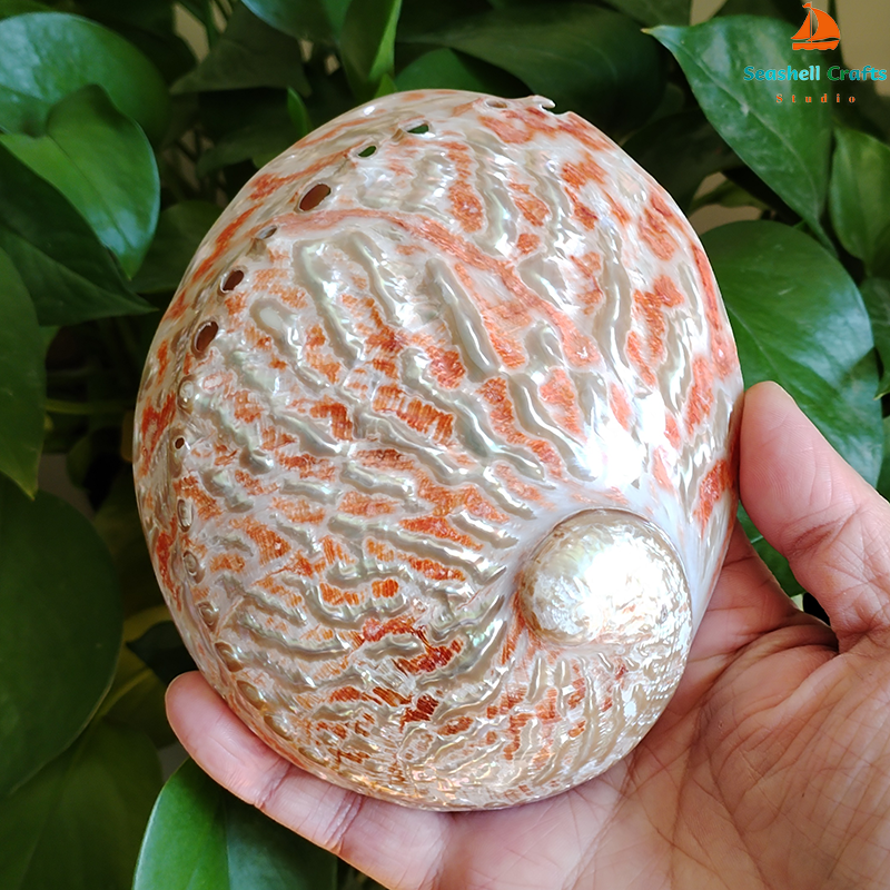 Home Decoration Red Pattern Ab - đánh giá và giá Marine Aquarium For Sale