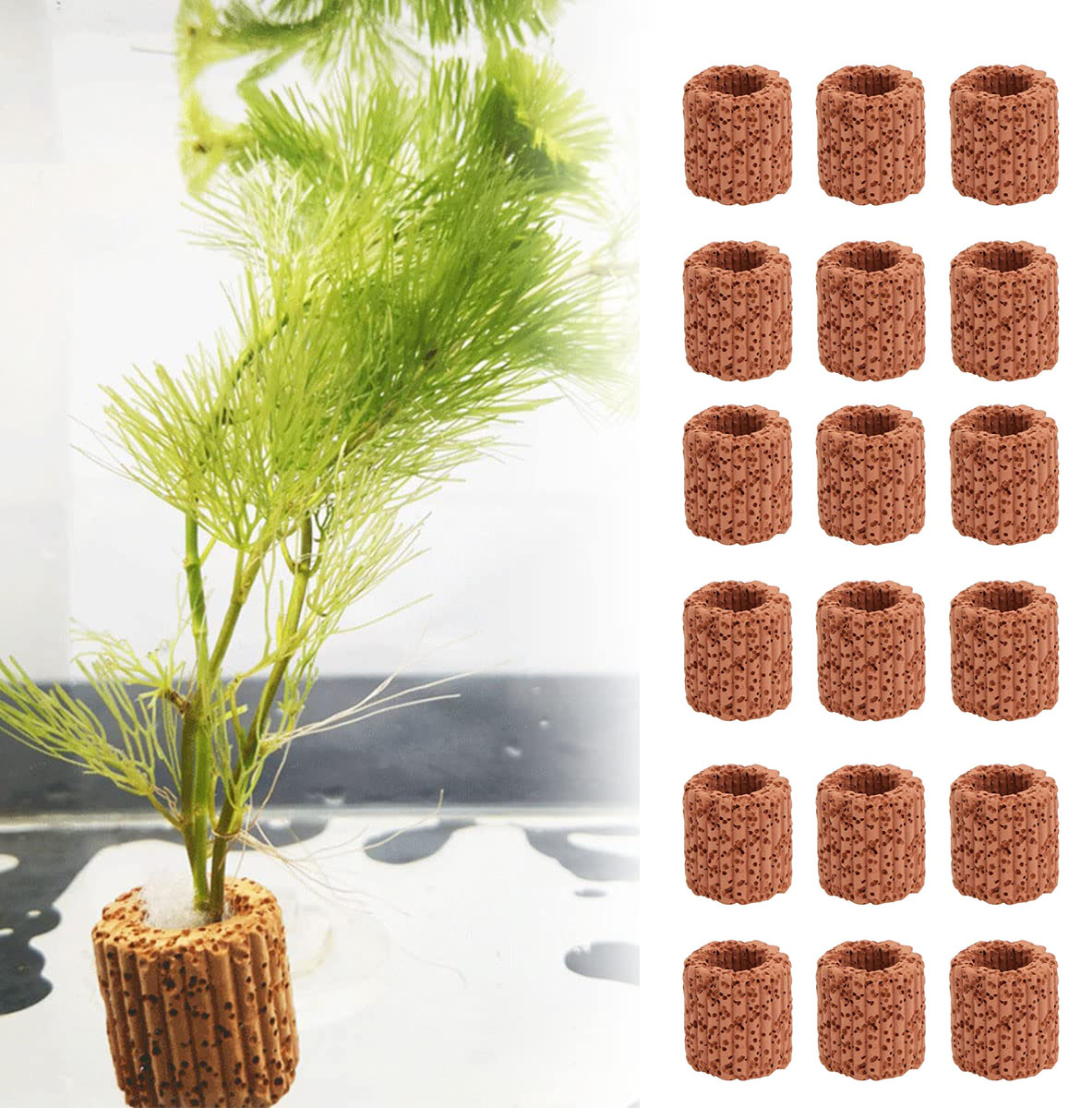 10/20Pcs Aquatic Water Plant F - đánh giá và giá Marine Aquarium For Sale