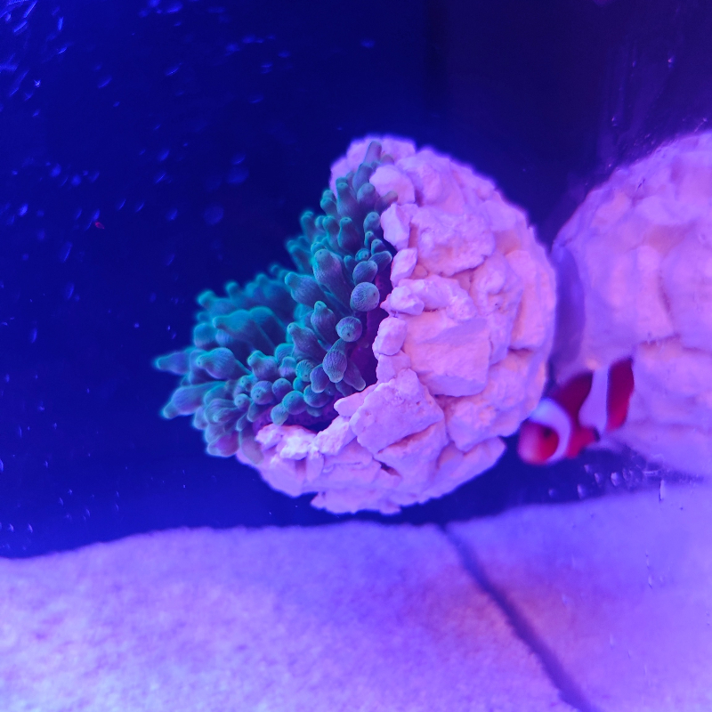 New DIY Handmade Floating Magn - đánh giá và giá Marine Aquarium For Sale