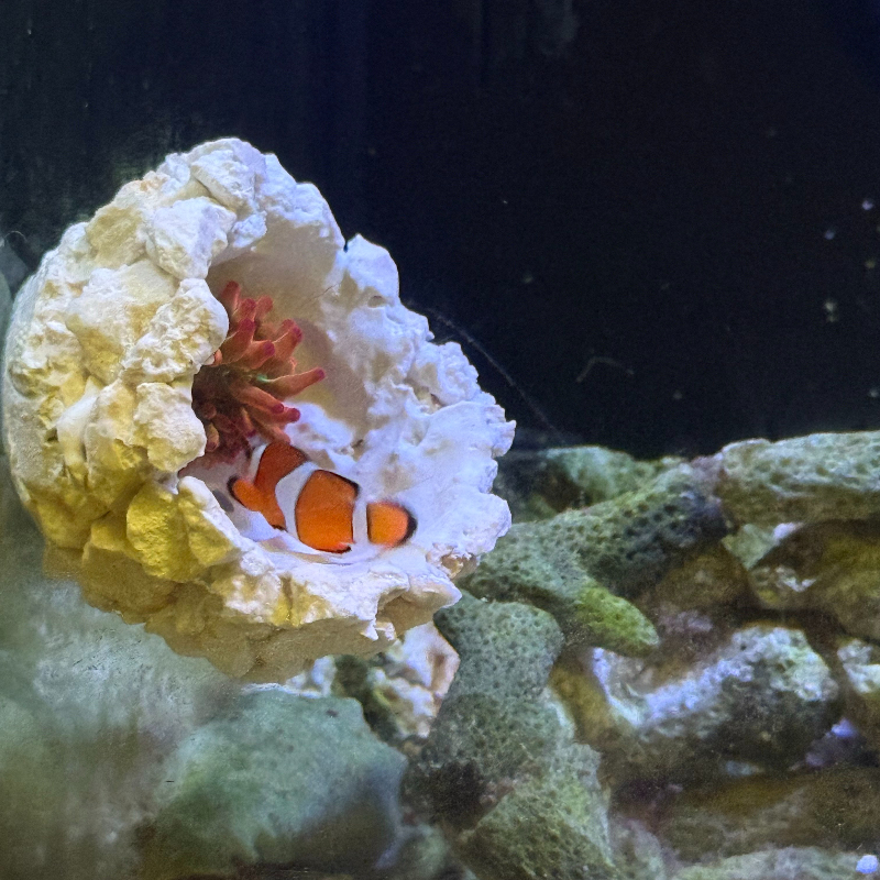 New DIY Handmade Floating Magn - đánh giá và giá Marine Aquarium For Sale